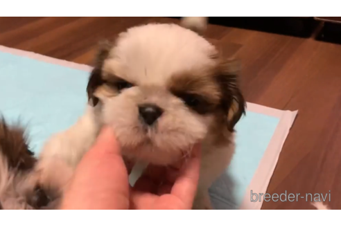 成約済の東京都のシーズー-157950の1枚目